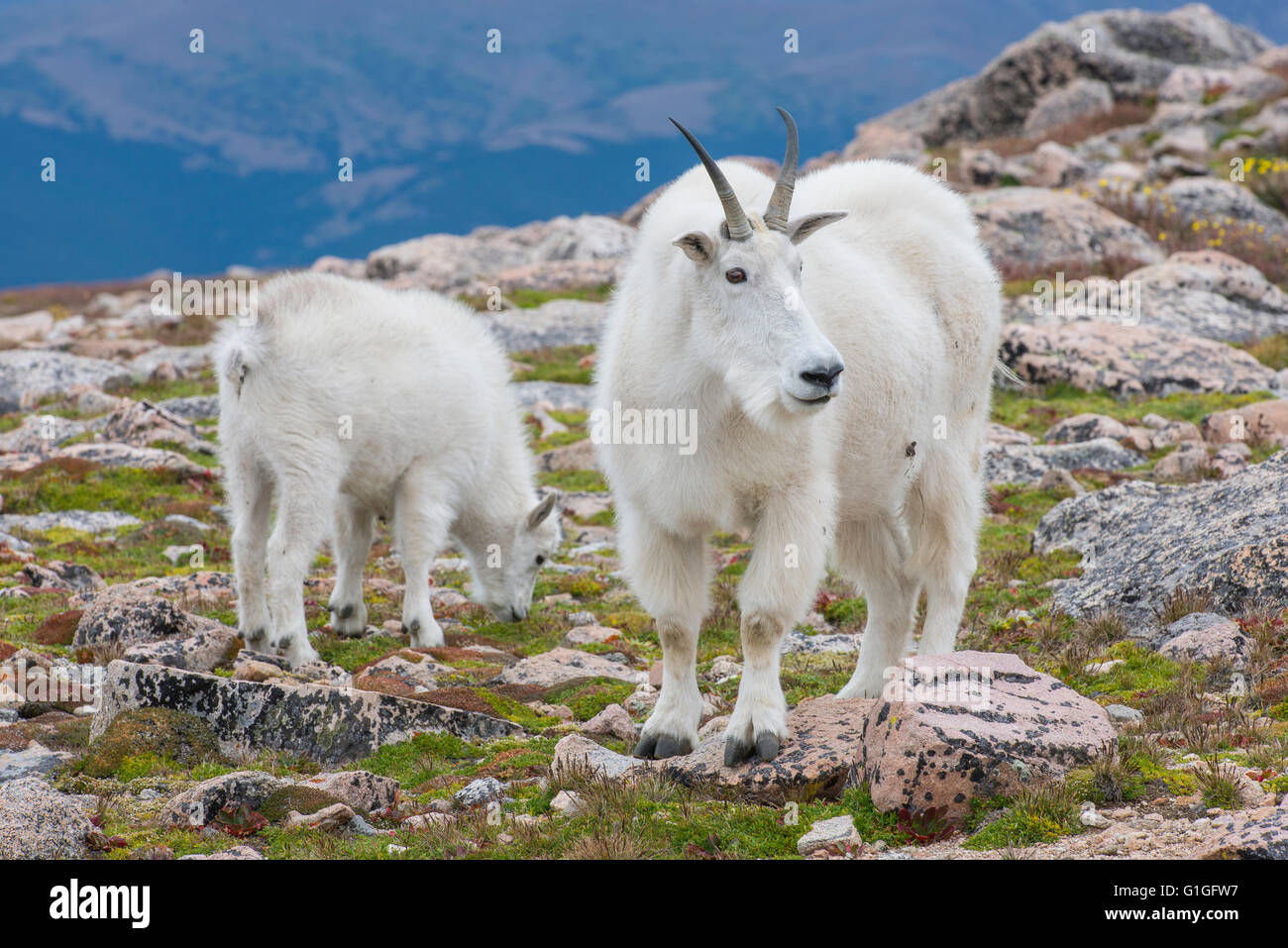 Mountain Goat (Oreamnos americanus), Nanny and Kid, Mount Evans Wilderness Area Rocky Mountains, Colorado USA Stock Photo