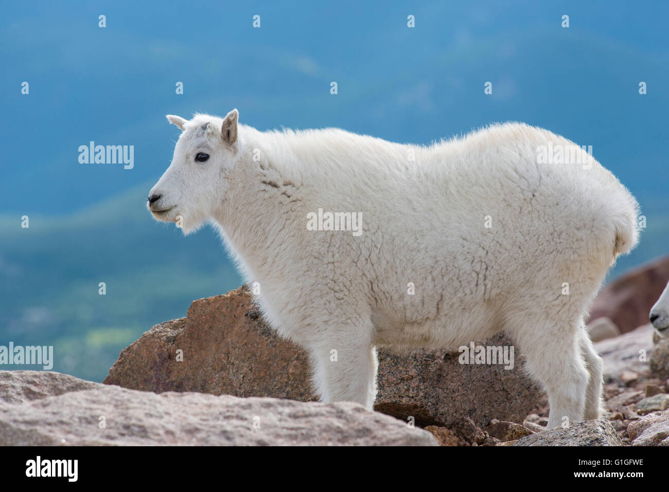 Mountain Goat (Oreamnos americanus), kid, Mount Evans Wilderness Area Rocky Mountains, Colorado USA Stock Photo