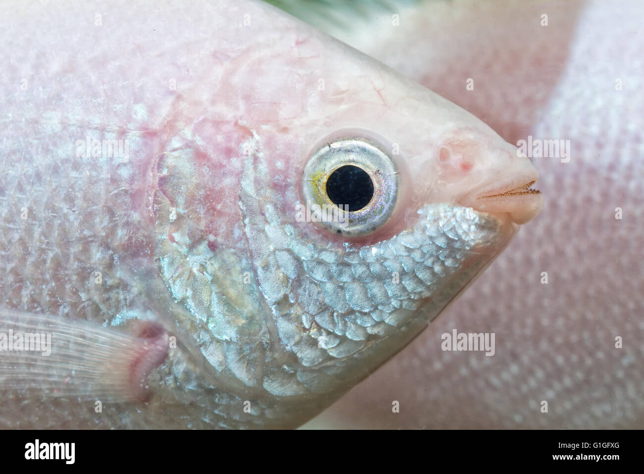 Detail of head of kissing gurami with blurred background (Helostoma teminckii) Stock Photo