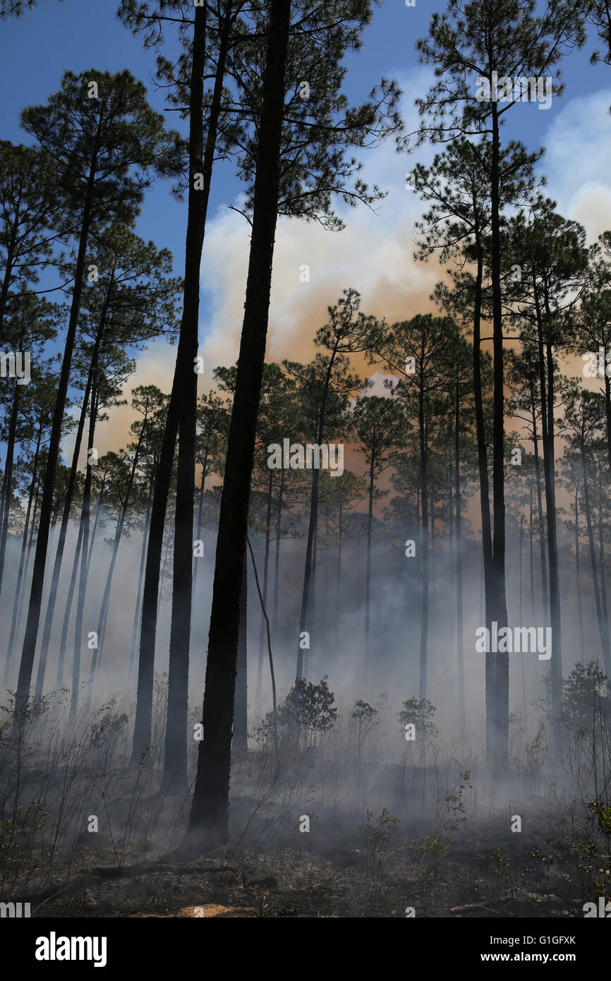 Pines burning hires stock photography and images Alamy