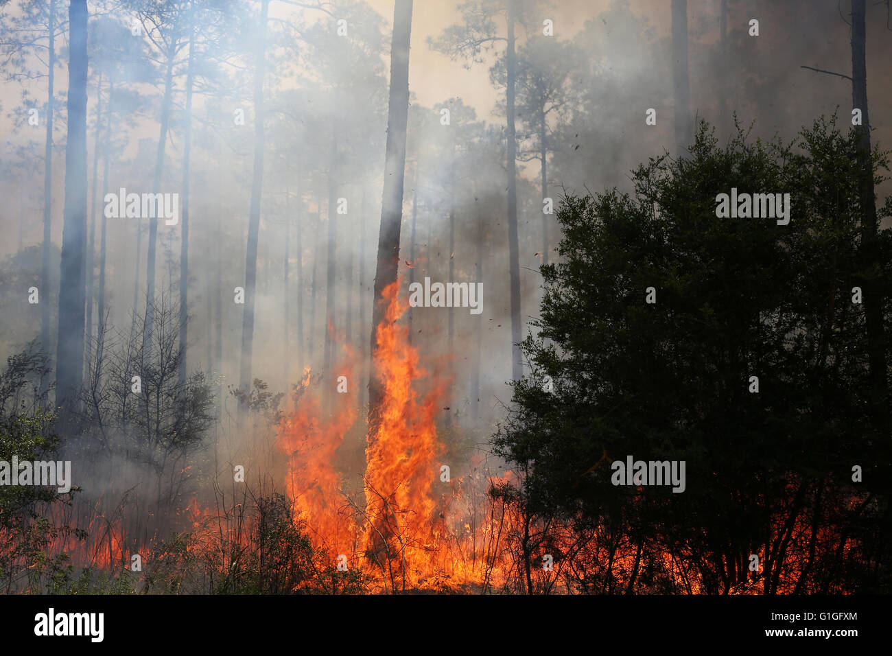 Prescribed burn, Longleaf Pine forest (Pinus palustris), Southeastern USA Stock Photo