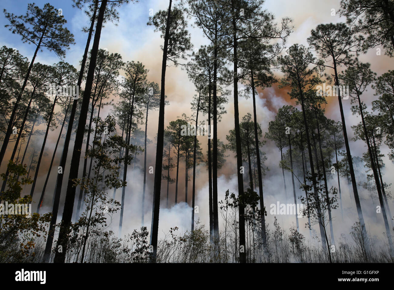Prescribed burn, Longleaf Pine forest (Pinus palustris) Southeastern USA Stock Photo
