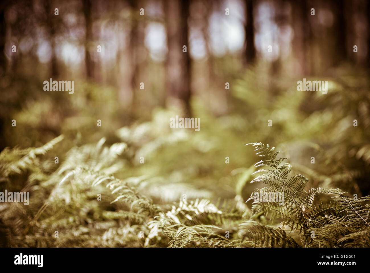 Green Fern Leaves Background Stock Photo - Alamy