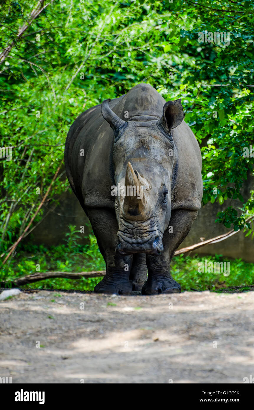 Rhino at the Louisville Kentucky Zoo Stock Photo