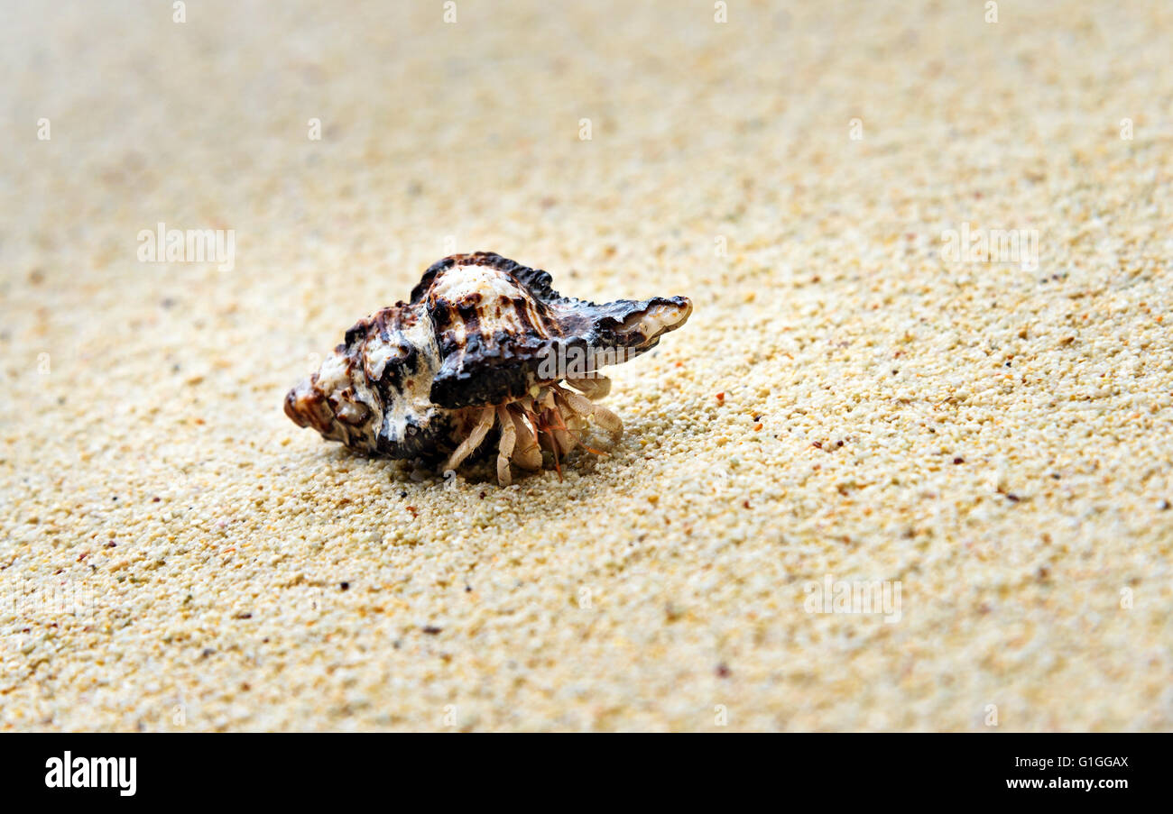 Hermit crab on sand at beach. Togean Islands or Togian Islands in the Gulf of Tomini. Central