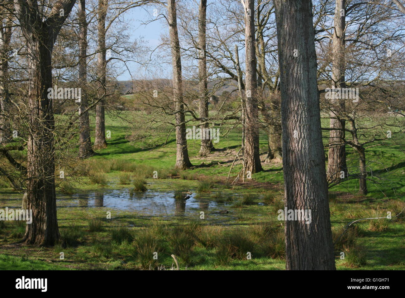 The Swamp Stock Photo