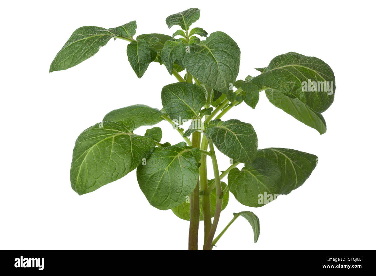 Fresh green potato plant on white background Stock Photo