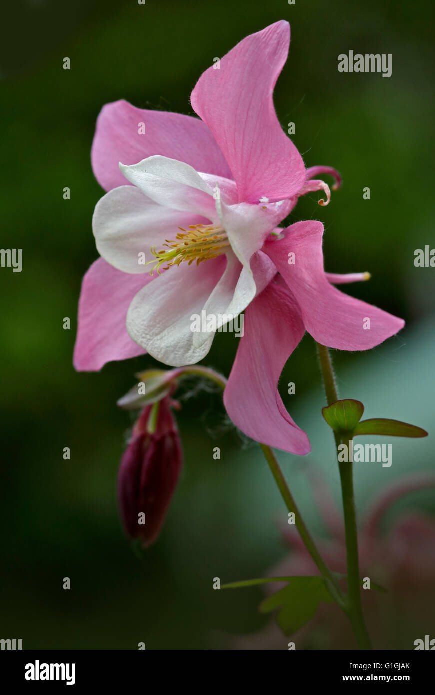 Aquilegia Spring Magic Pink and White (Columbine Stock Photo - Alamy
