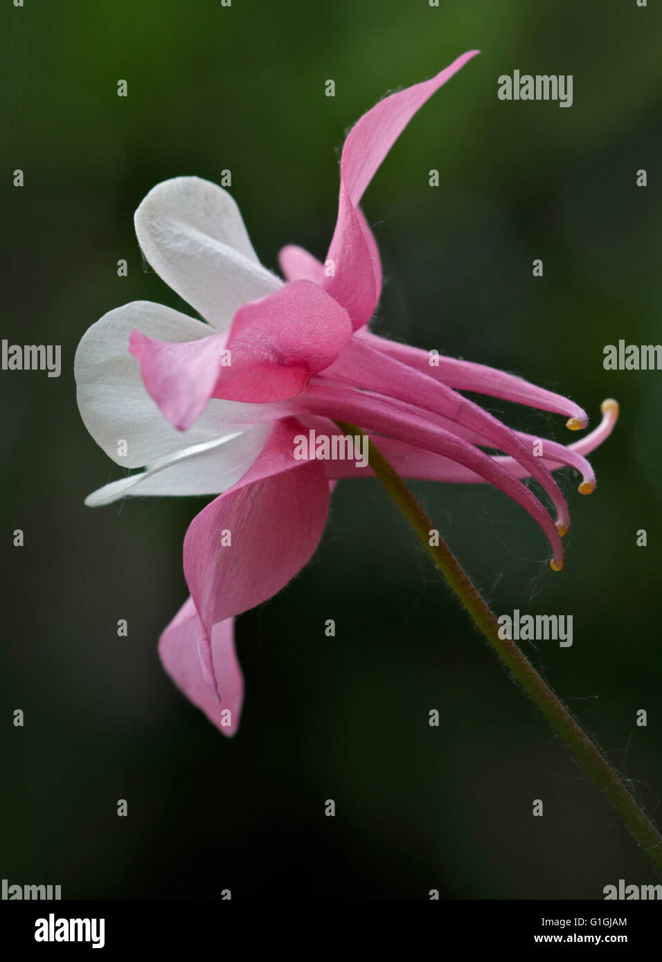 Aquilegia Spring Magic Pink and White (Columbine Stock Photo - Alamy