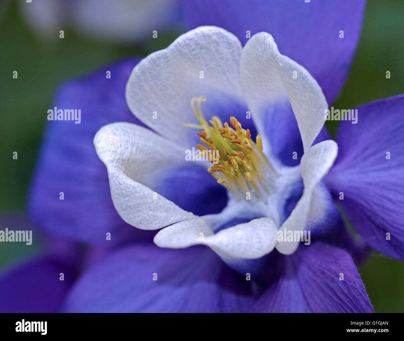 Aquilegia Spring Magic Blue and White (Columbine Stock Photo - Alamy