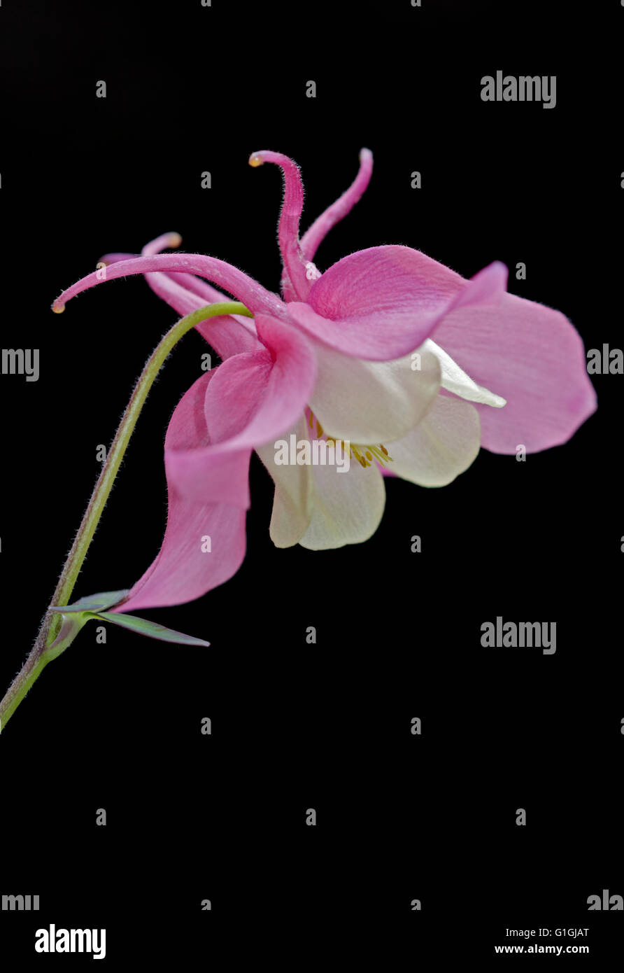 Aquilegia Spring Magic Pink and White (Columbine) Stock Photo