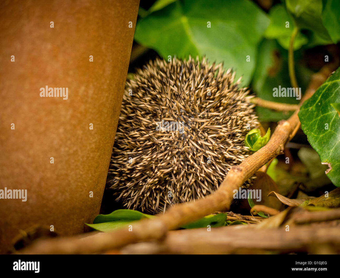 Hedgehog curled up in ball sleeping facing away from camera Stock Photo