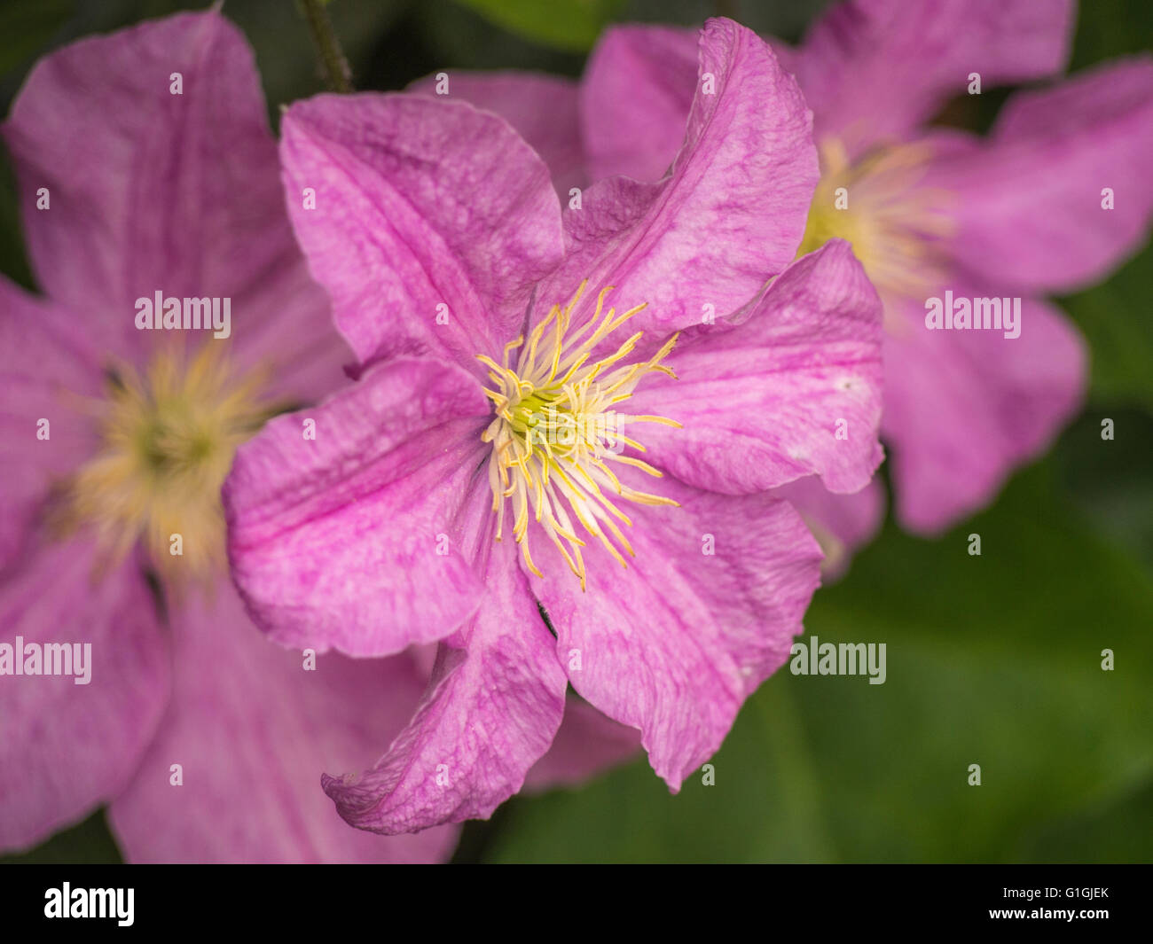 Pink Clematis climbing plant flowering Stock Photo