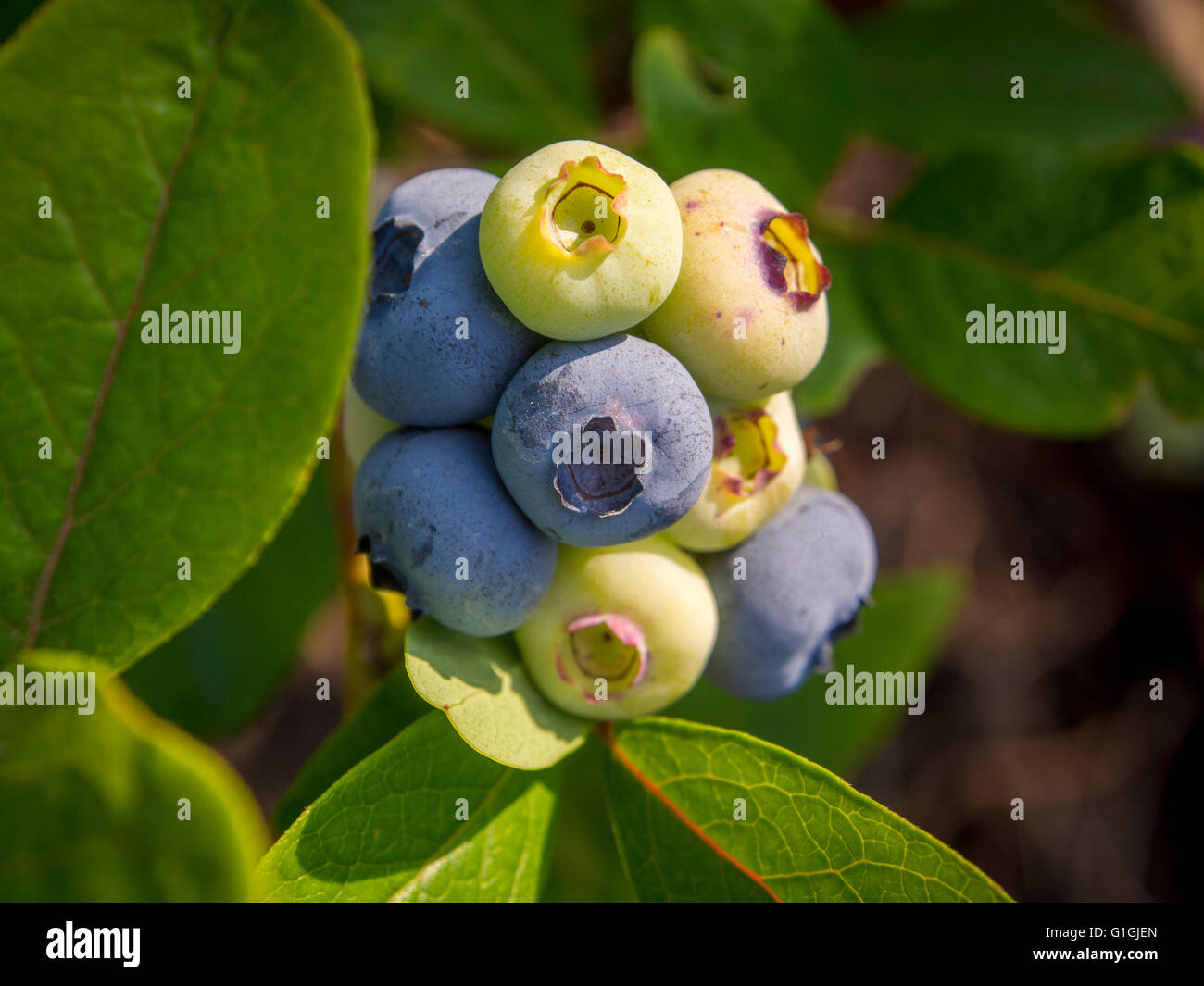 Ripening ripe hires stock photography and images Alamy