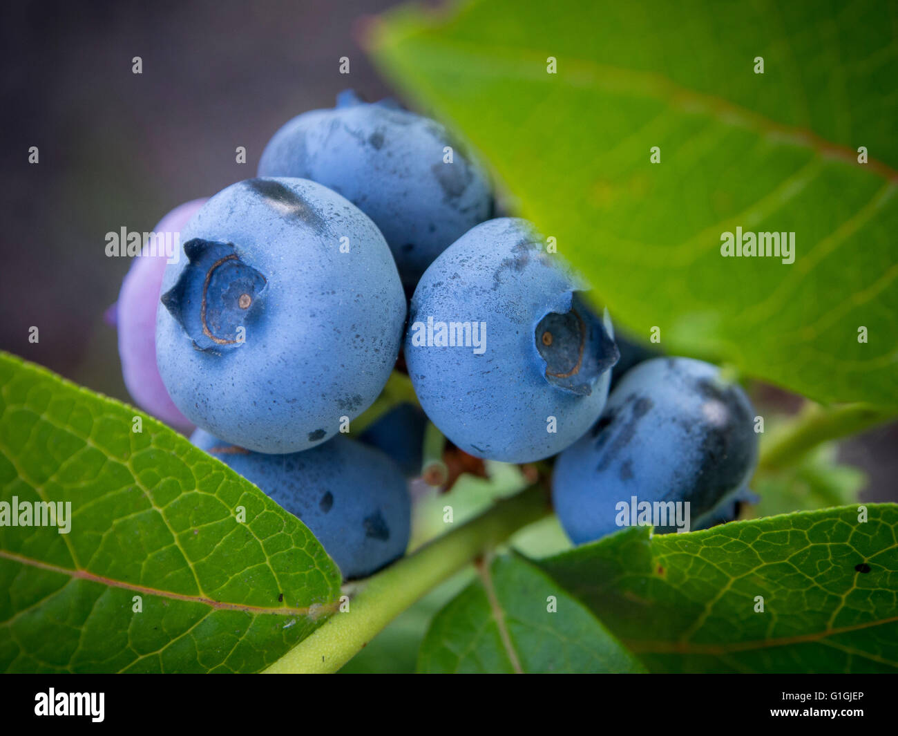 blueberries ripening on bush in UK garden Stock Photo