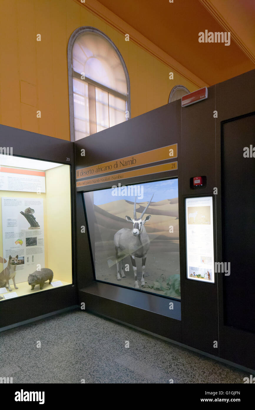 Natural museum history, stuffed animals in glass cases: antelope Stock Photo