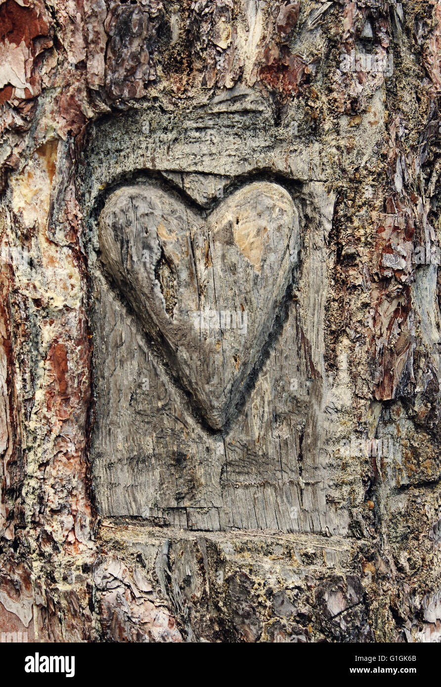Heart carved in the bark of a tree, symbol of love Stock Photo