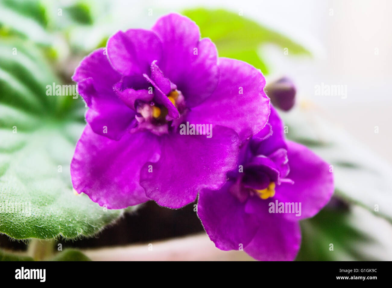 Close-up potted African Violet (Saintpaulia), houseplants Stock Photo