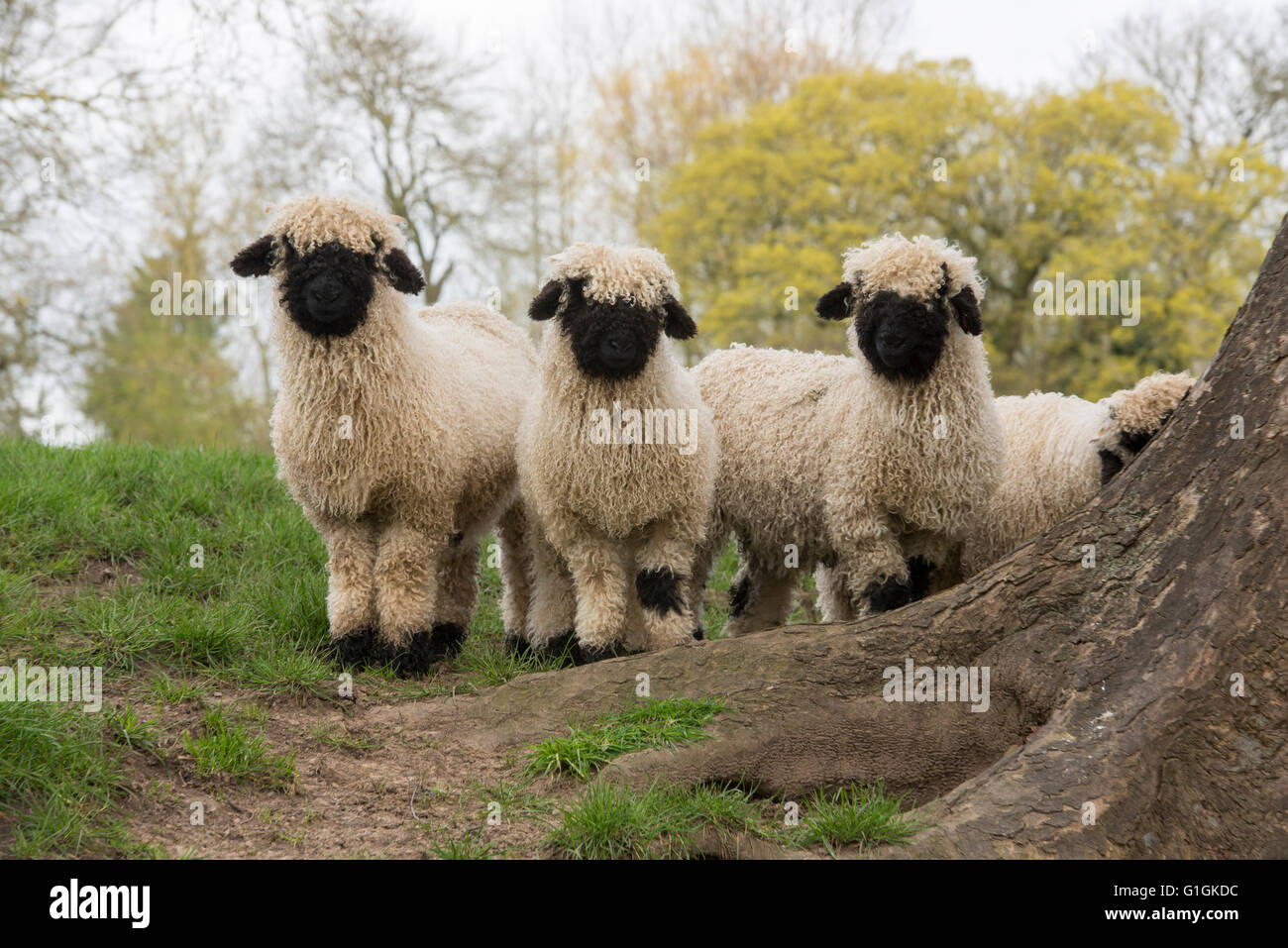 Four Valais Blacknose lambs, Cheshire.UK Stock Photo