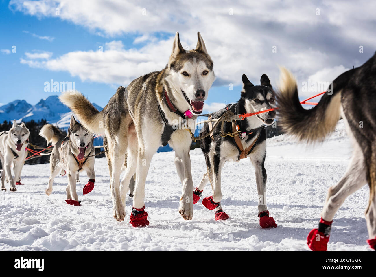 musher dogteam driver and Siberian husky at snow winter competition race in alps Stock Photo