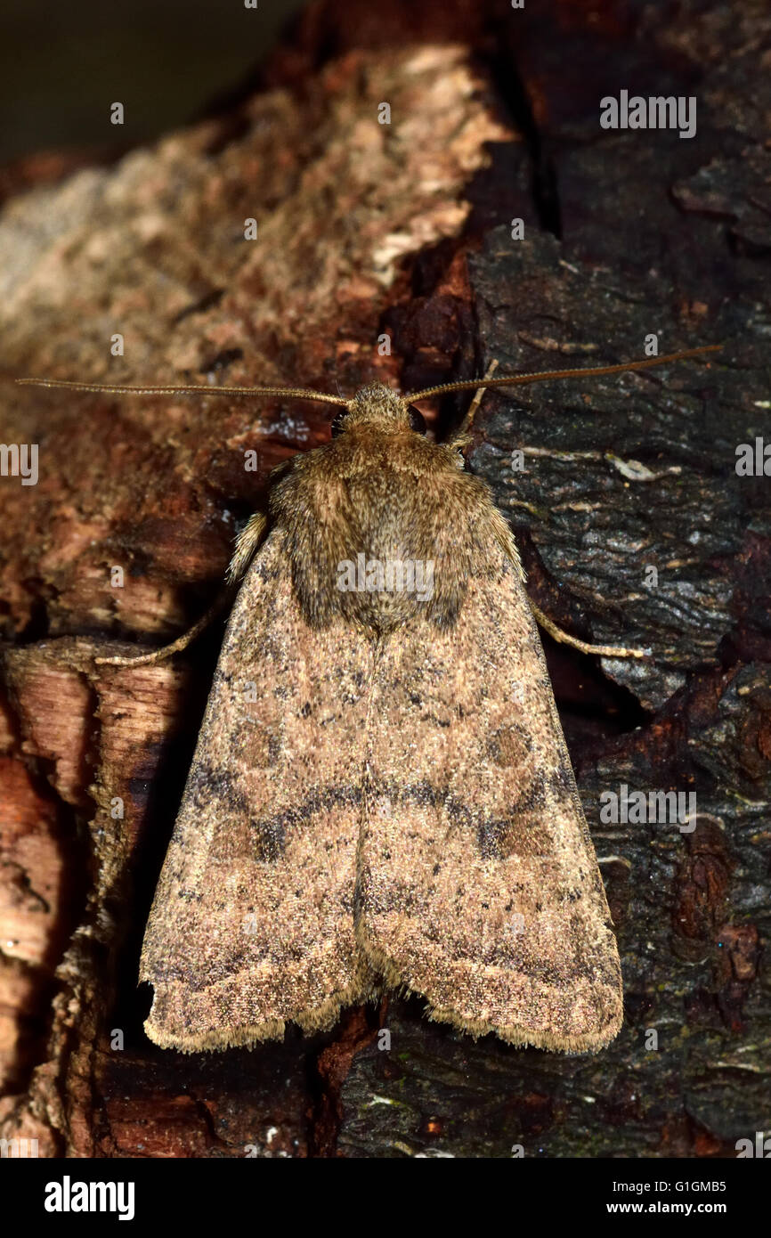 The uncertain moth (Hoplodrina alsines). British insect in the family Noctuidae, the largest British family of moths Stock Photo