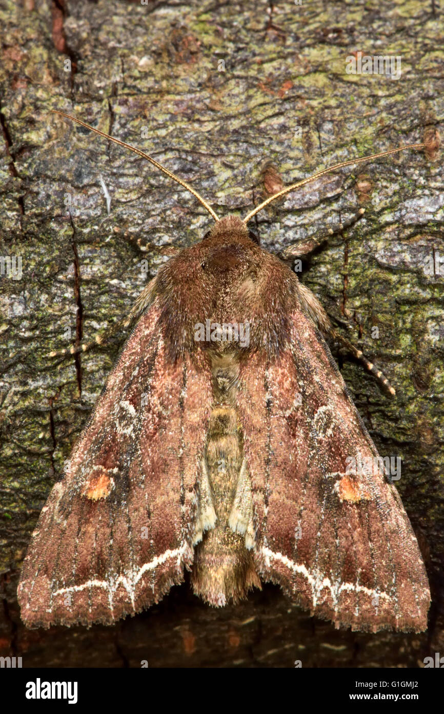 Bright-line brown-eye moth (Lacanobia oleracea). British insect in the family Noctuidae, the largest British family of moths Stock Photo