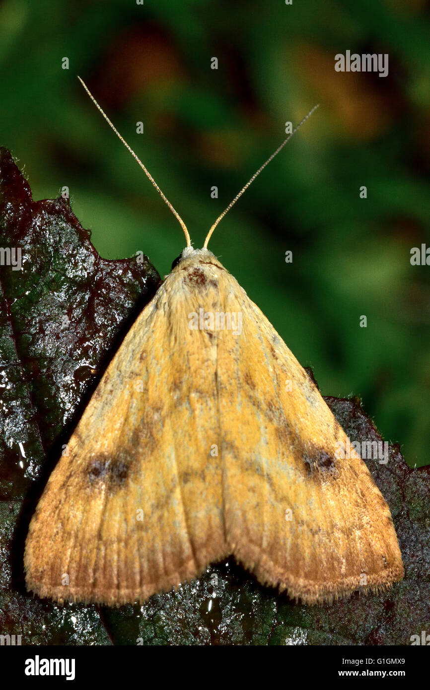 Straw dot moth (Rivula sericealis) from above. British insect in the ...