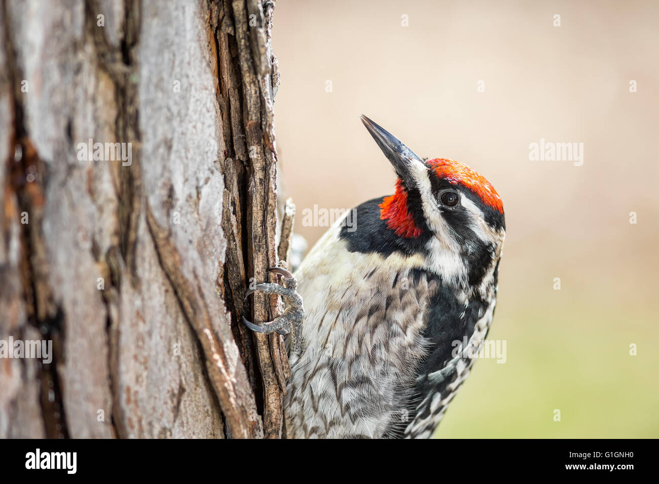Yellow-bellied Sapsucker, male, Sphyrapicus varius, a mid-sized woodpecker, Beaudry Provincial Park, Manitoba, Canada. Stock Photo
