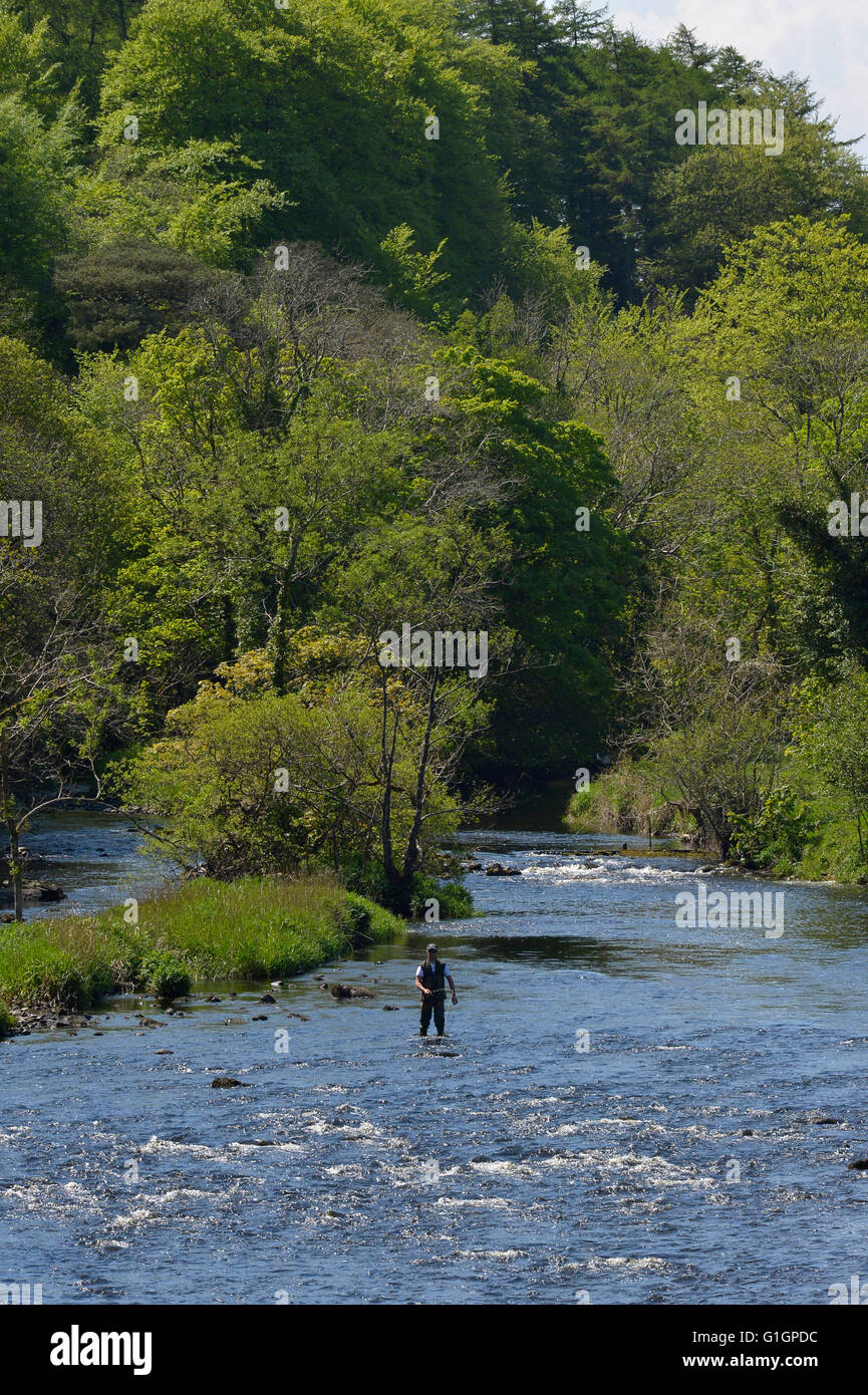 Angler fishing in River Lennon, Ramelton, County Donegal, Wild Atlantic Way, Ireland. Stock Photo