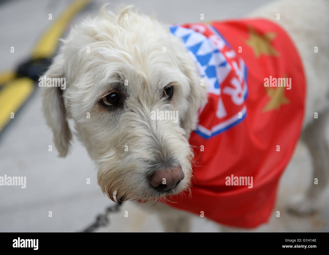 The Dog Of A Fan Of Fc Bayern Munich Waits For The Team To Celebrate Stock Photo Alamy