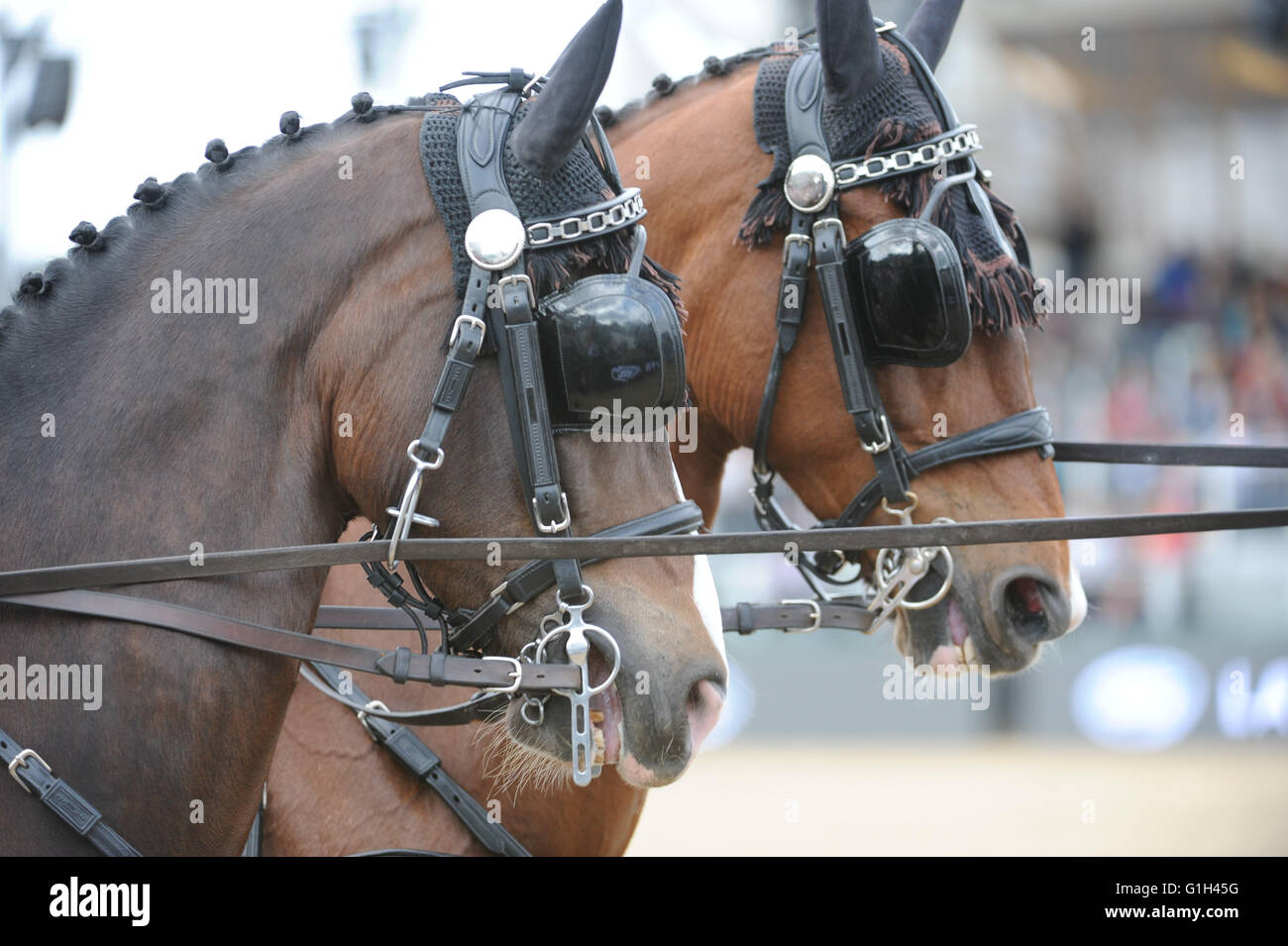 Windsor, UK. 15th May, 2016. The Royal Windsor Horse Show 2016. The Queen's 90th Birthday celebration. Windsor Castle. Windsor Great park. Land Rover international Driving Grand Prix - Parade. Credit:  Julie Priestley/Alamy Live News Stock Photo