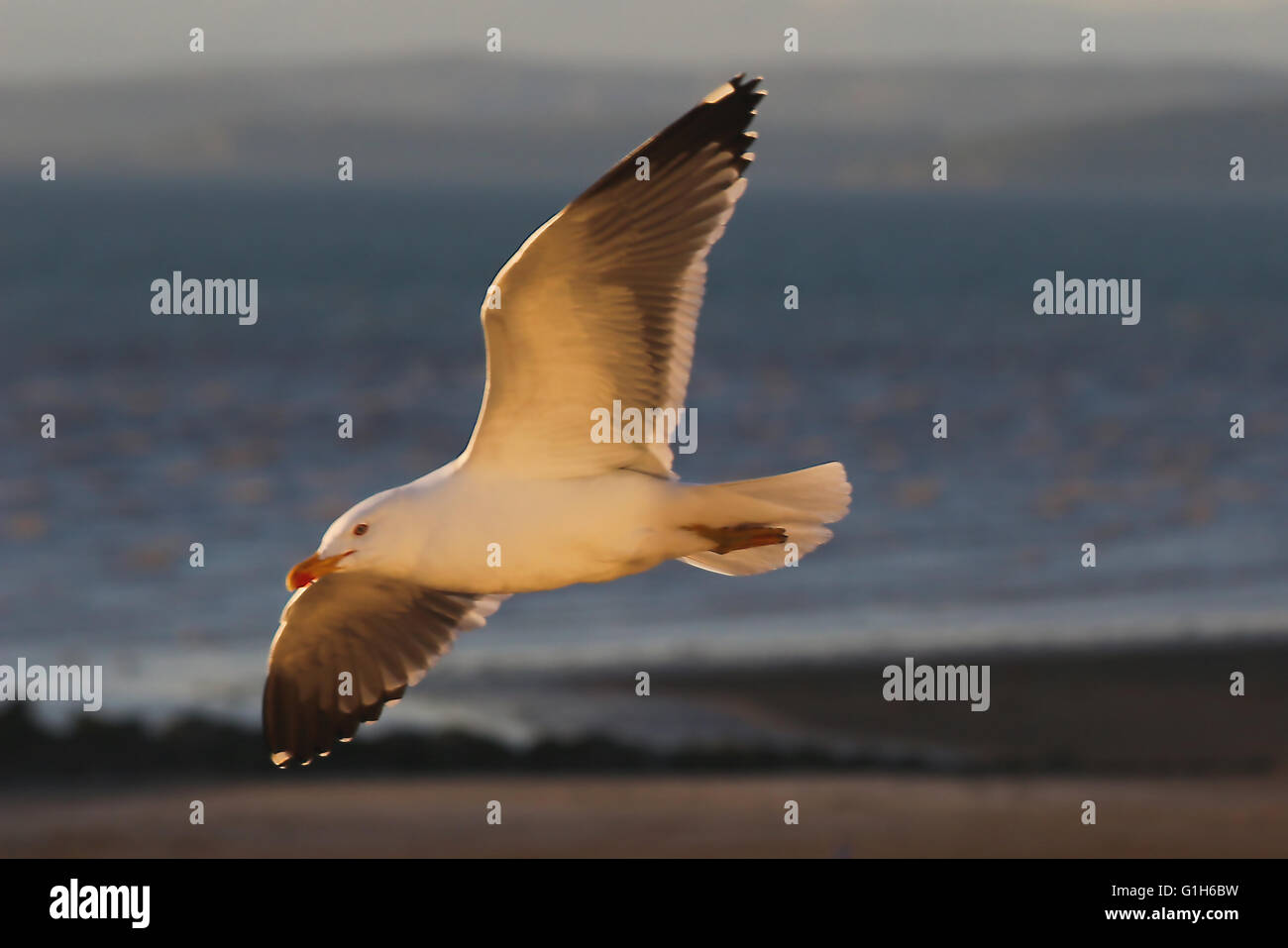 Morecambe Bay, United Kingdom 15th May 2015.  A gull on the wing photographed in the light of the setting sun over  Morecambe Bay Credit:  David Billinge/Alamy Live News Stock Photo