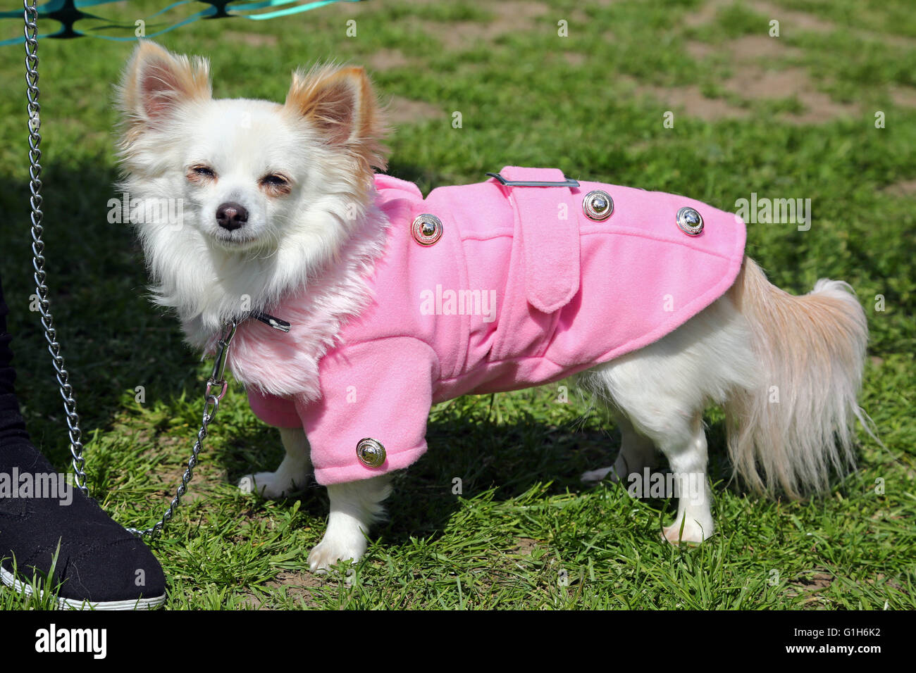 London, UK. 15th May 2016. Roxy the Long Haired Chihuahua wearing her