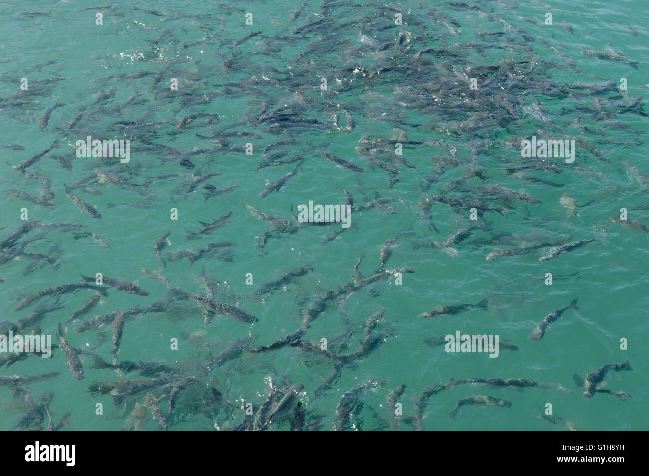 fish grouped together at malaga harbor Stock Photo