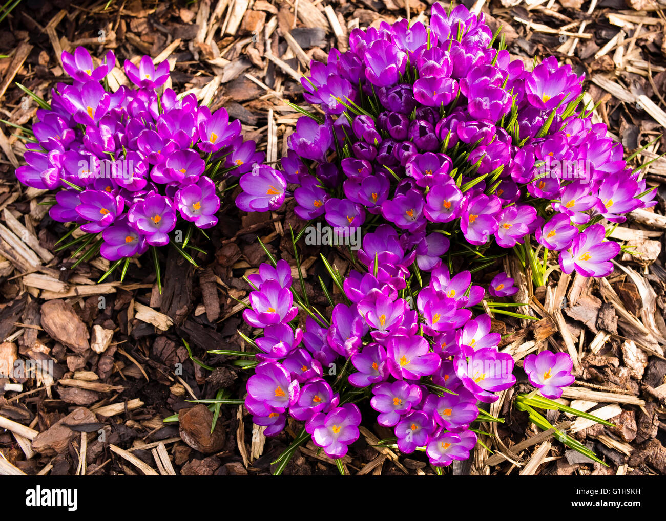 Bright Spring flowers amidst bark wood chippings, York, Yorkshire, England, UK Stock Photo