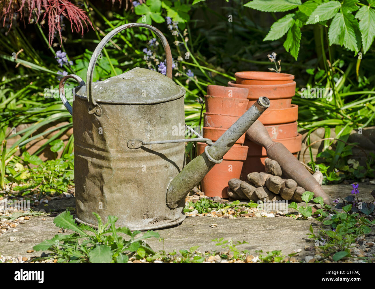 VINTAGE GALVANIZED METAL WATERING CAN ANTIQUE RUSTIC Stock Photo Alamy