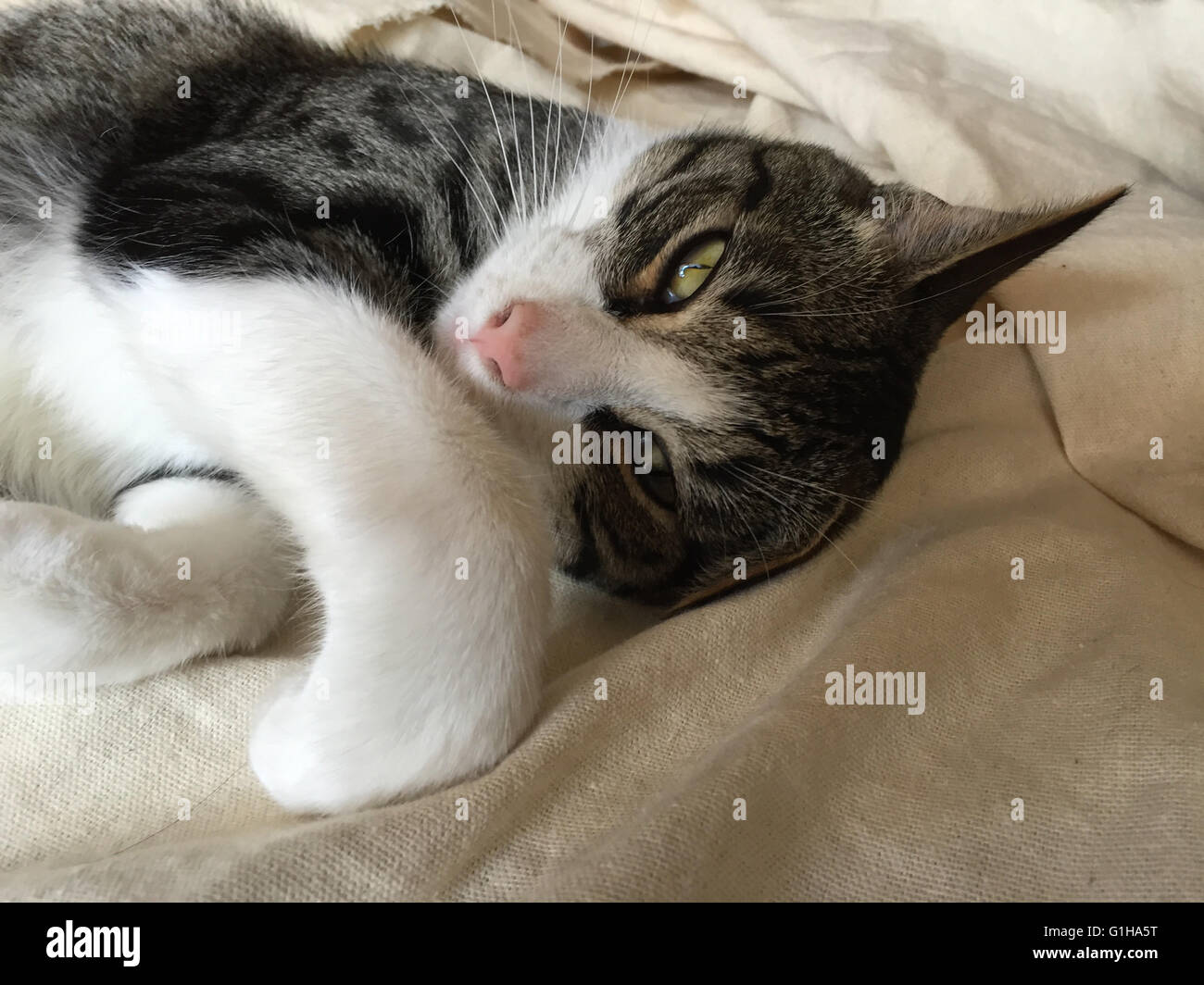 cute  pet cat napping. Stock Photo
