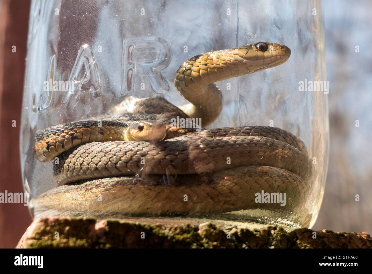 Garter snakes in glass jar to be released Stock Photo Alamy