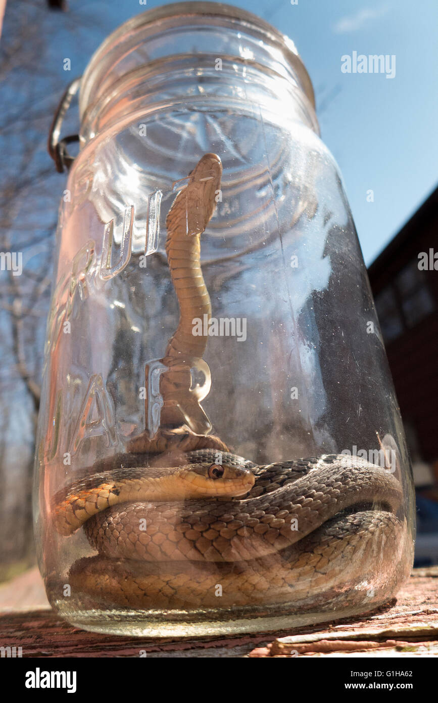 Garter snakes in glass jar to be released Stock Photo Alamy