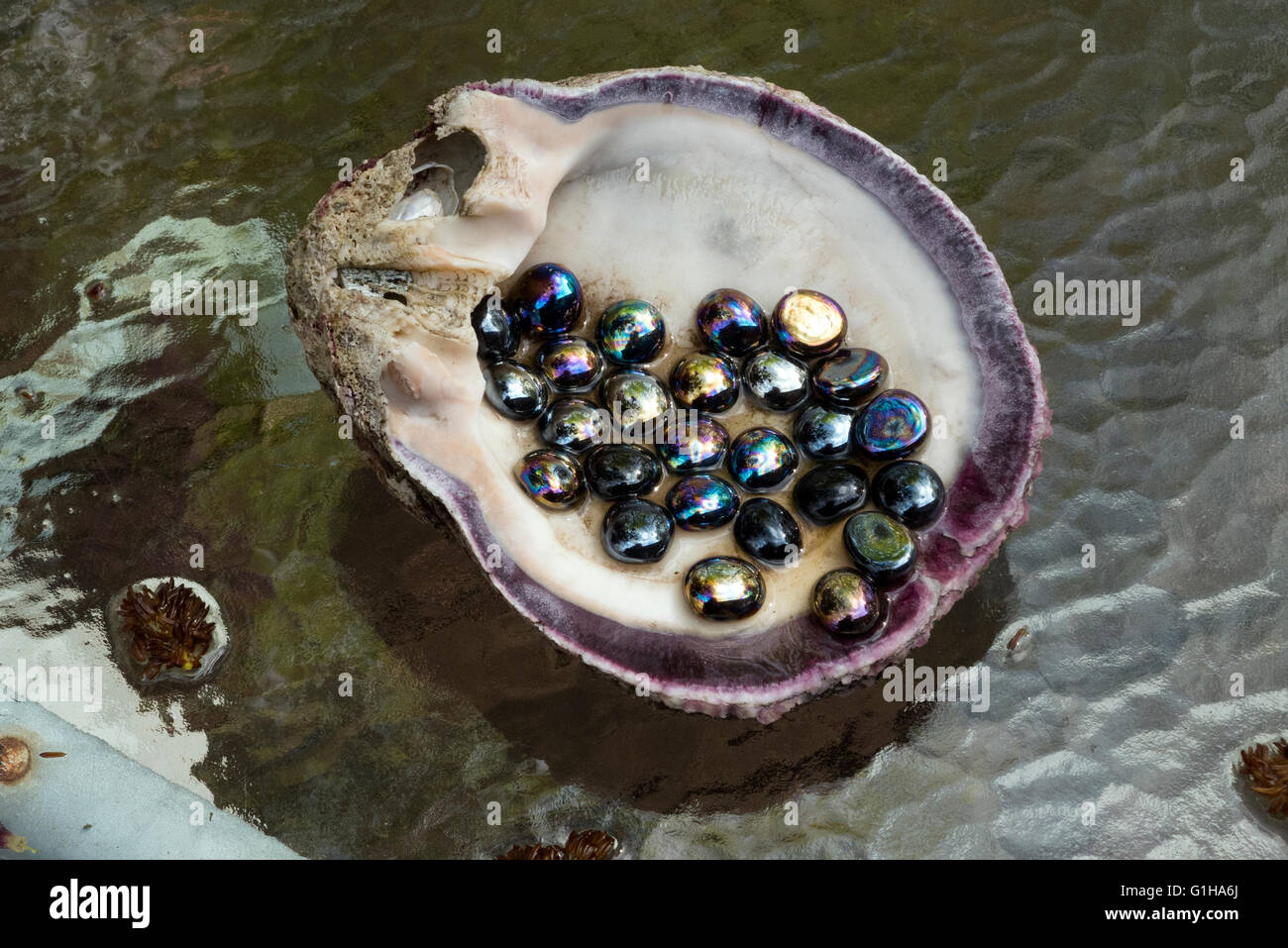 Shell holding glass beads. Stock Photo