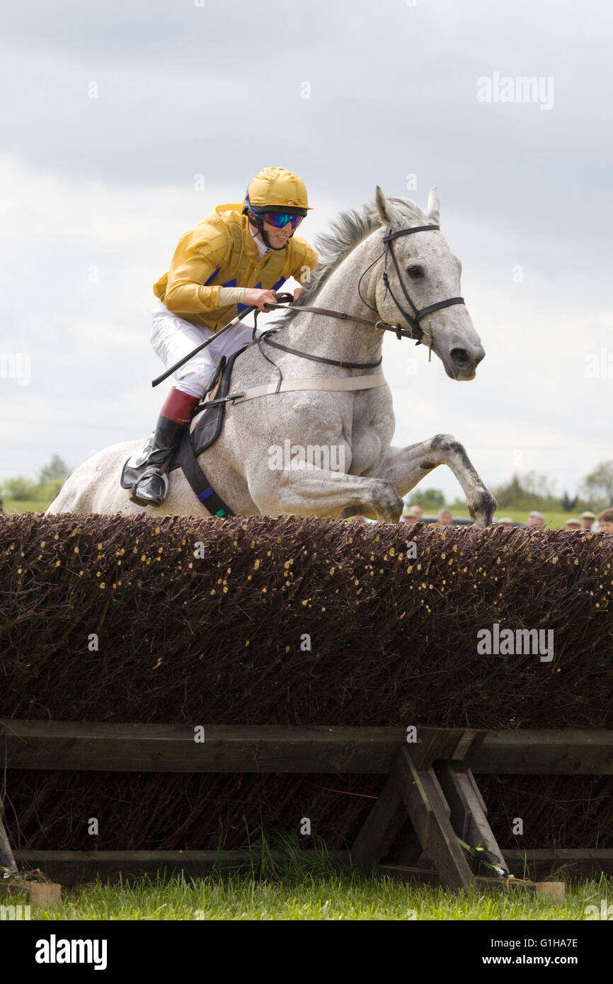 Race horses jumping brush fences at a local point to point meeting