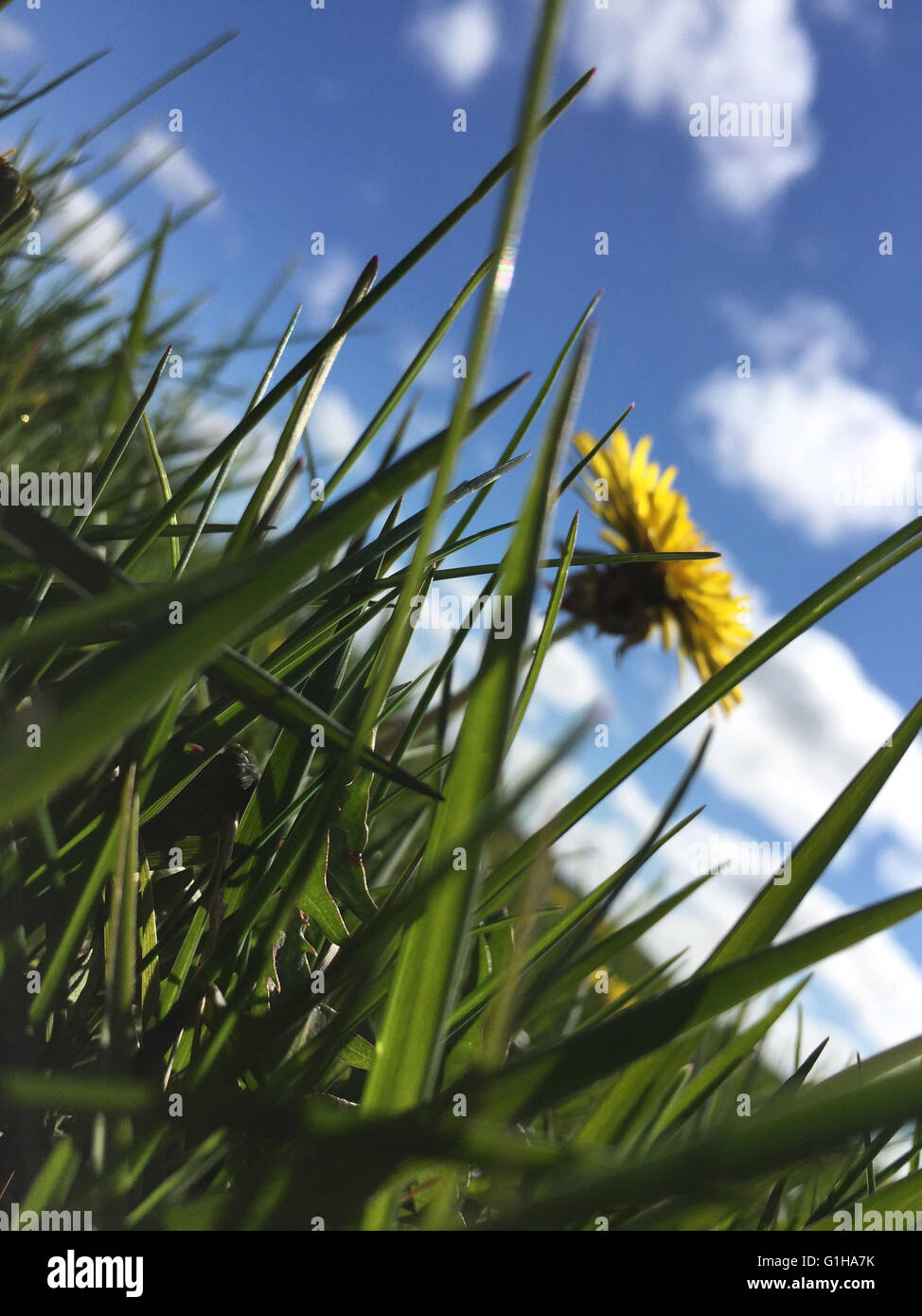 Grassy hill with dandelion bloom. Stock Photo