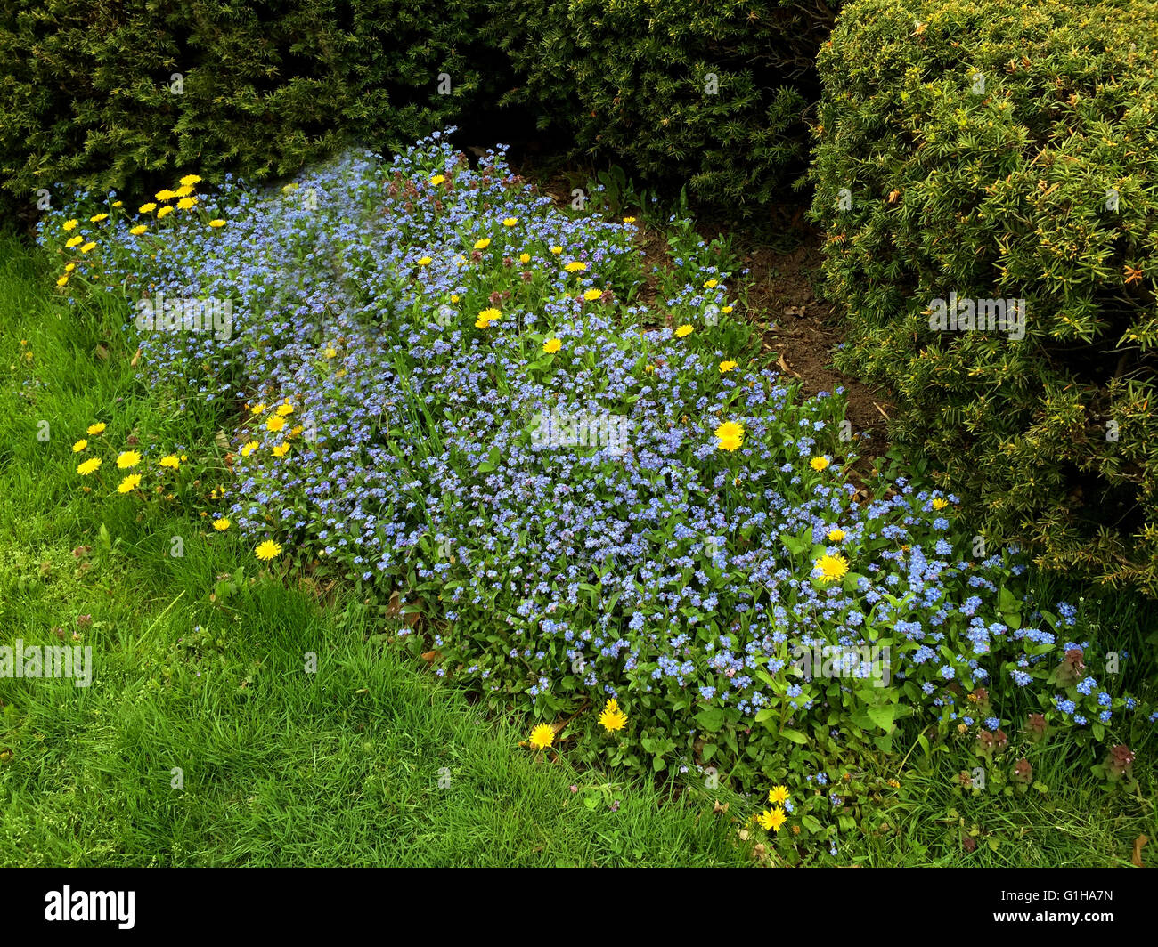 Cluster of wildflowers hi-res stock photography and images - Alamy