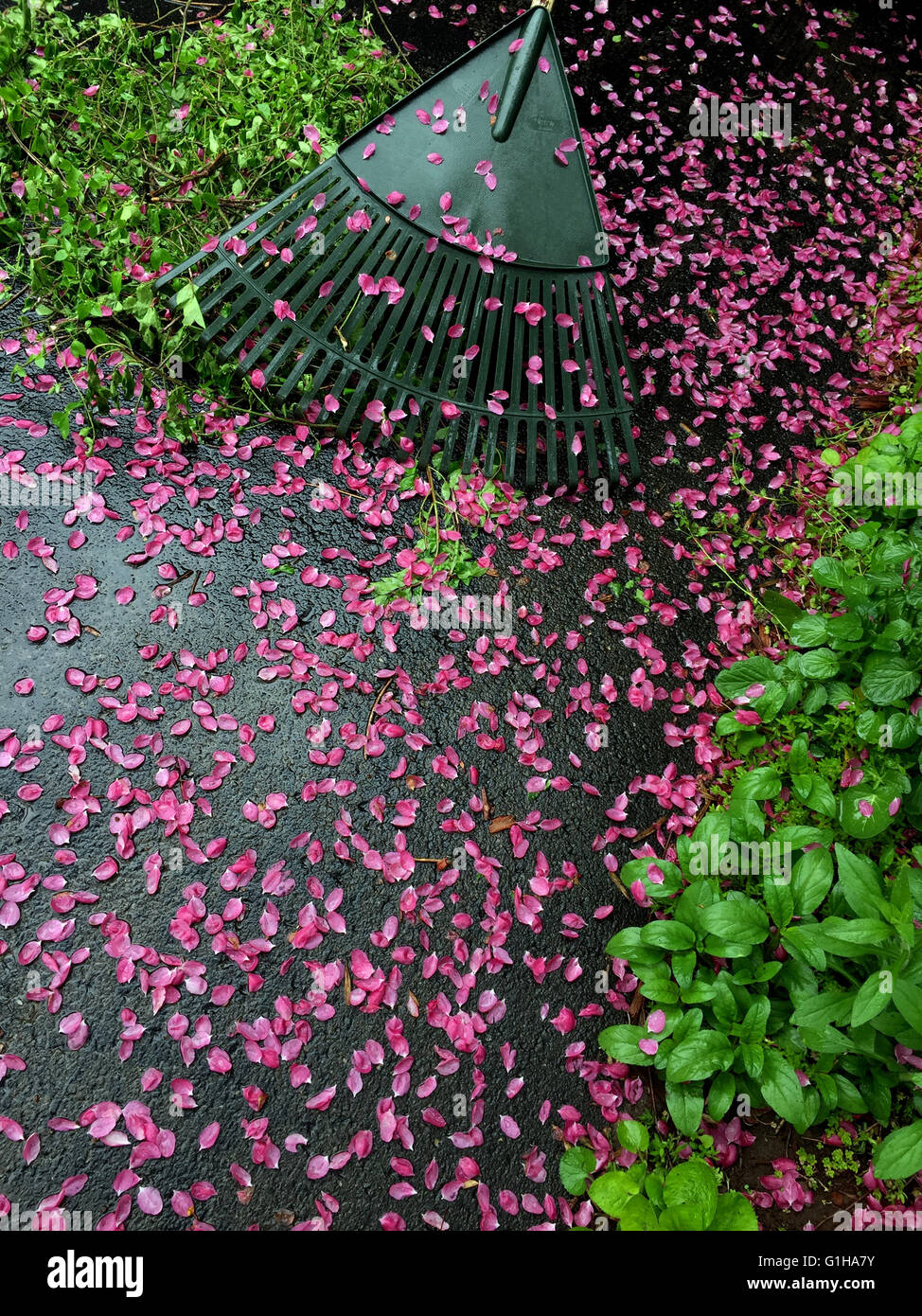 Pink flower petals on driveway. Stock Photo