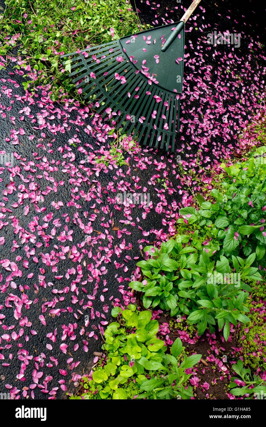Pink flower petals on driveway. Stock Photo