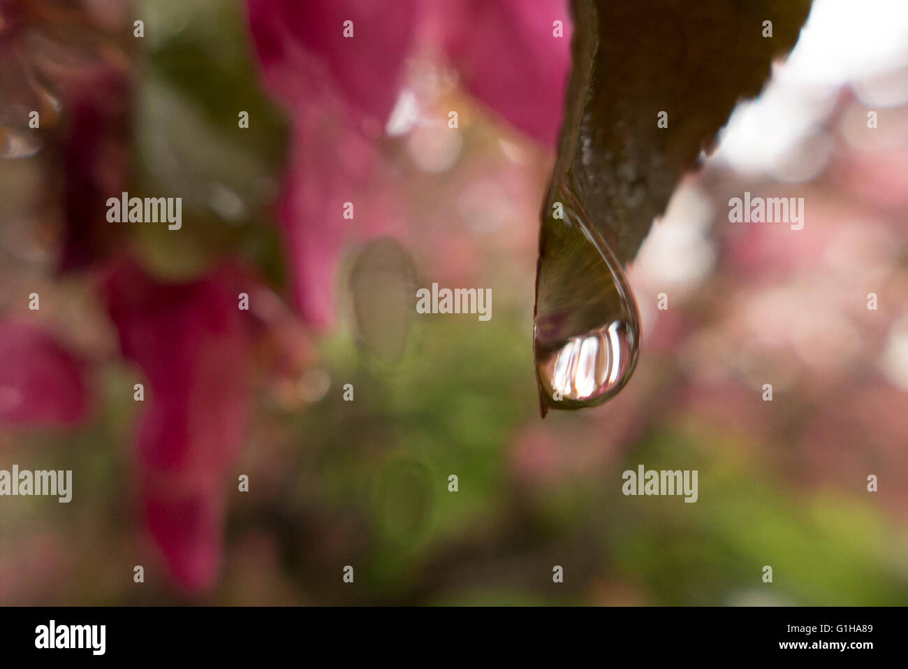 water droplet Stock Photo