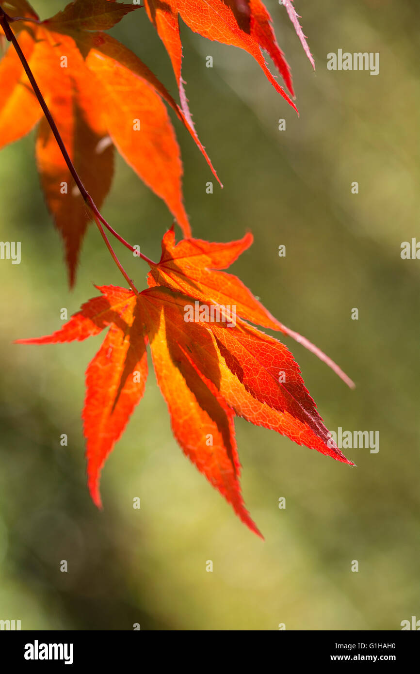 Japanese maple hi-res stock photography and images - Alamy