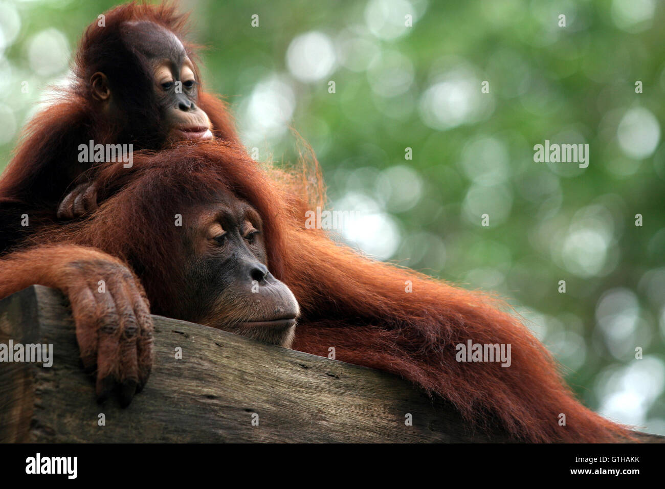 Monkey orangutan Stock Photo