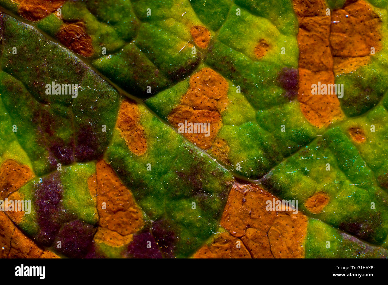 autoecious rust fungi, on St. John’s wort Hypericum calycinum leaf close up Stock Photo