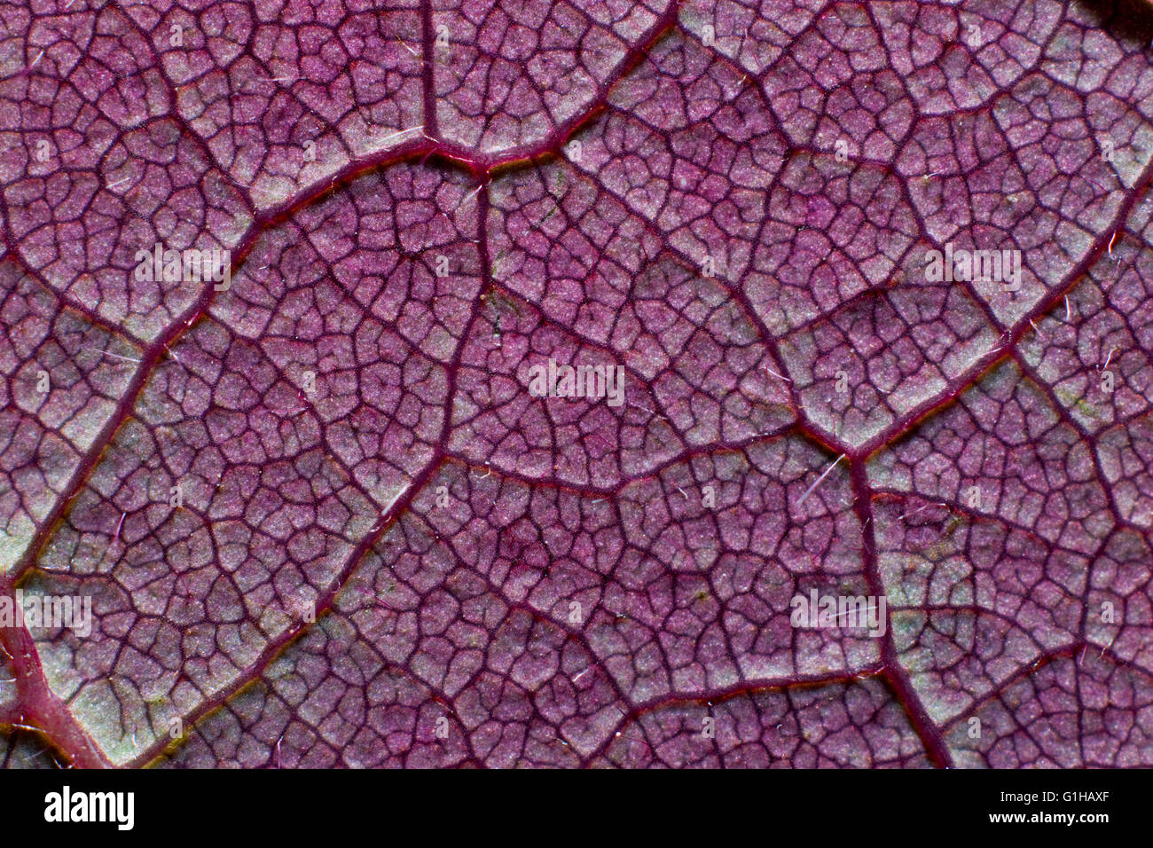 Close up of Cercis canadensis (eastern redbud) leaf, showing complex venation, megaphylls Stock Photo